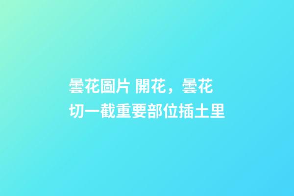 曇花圖片 開花，曇花切一截重要部位插土里-第1張-觀點-玄機派